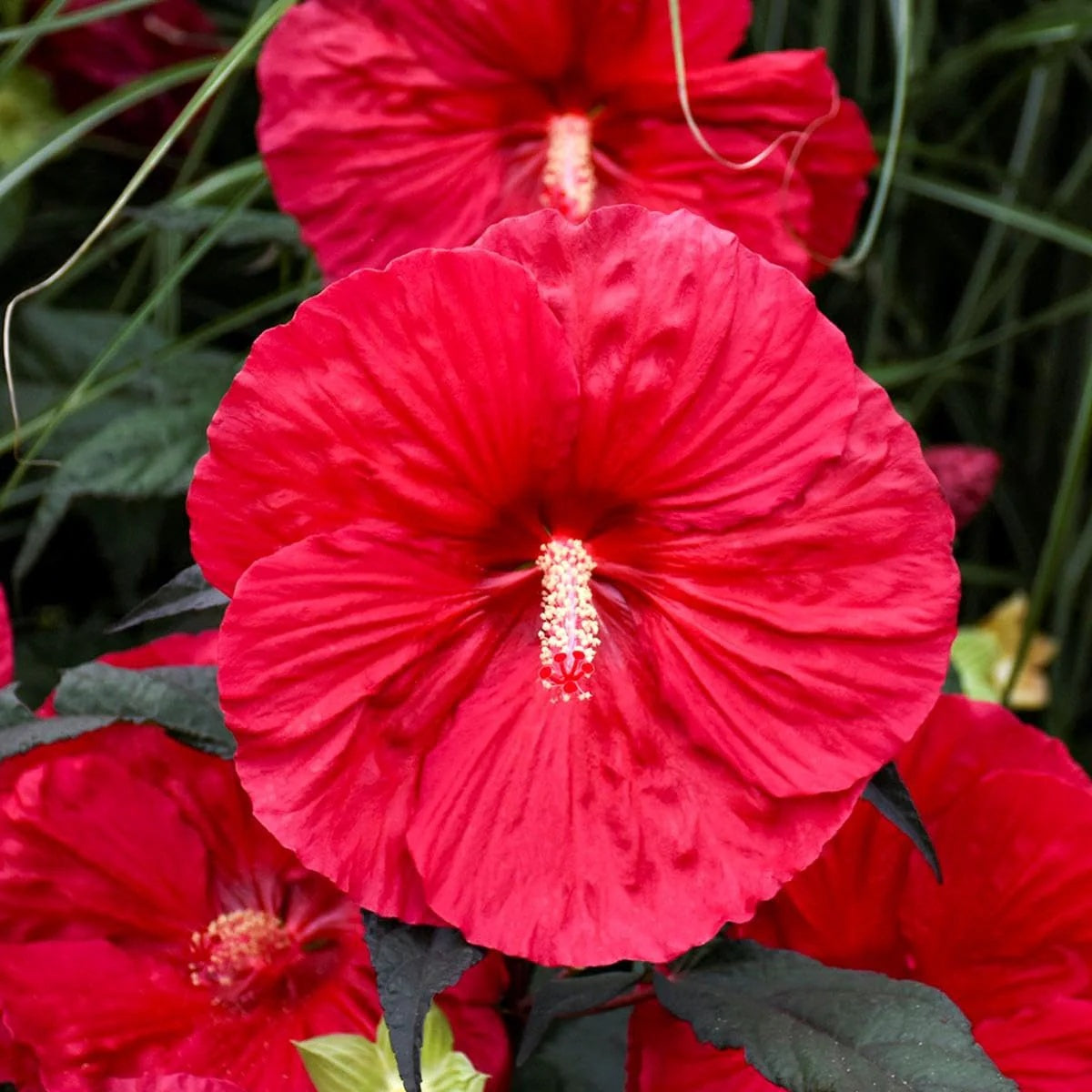 Red Dinner Plate Hibiscus Seeds