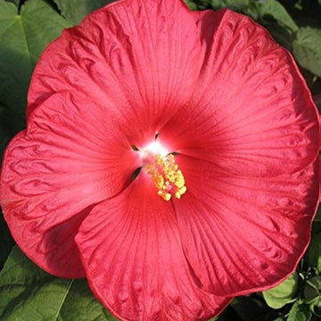 Red Dinner Plate Hibiscus Seeds