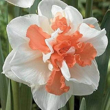 Red Double-Petal Daffodil Seeds