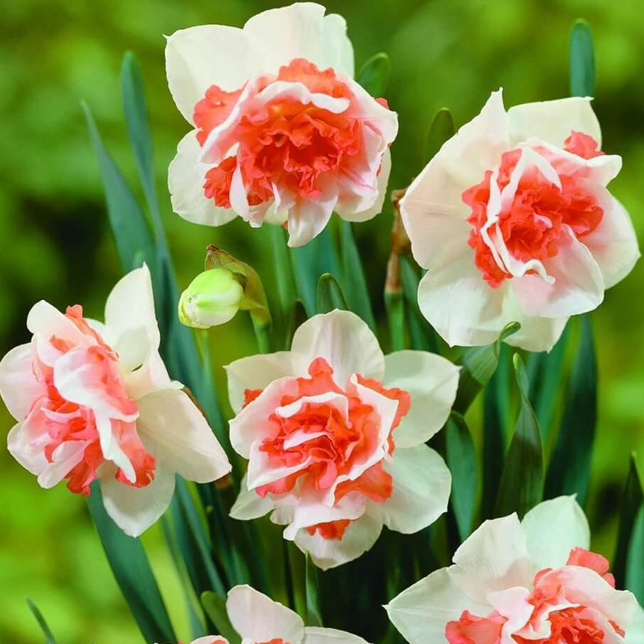 Red Double-Petal Daffodil Seeds