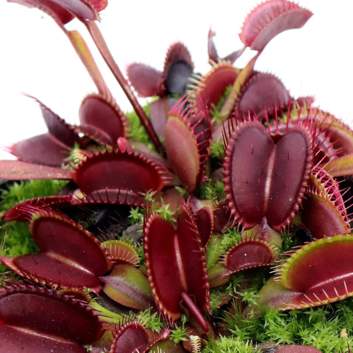 Red Dragon Venus Flytrap Seeds