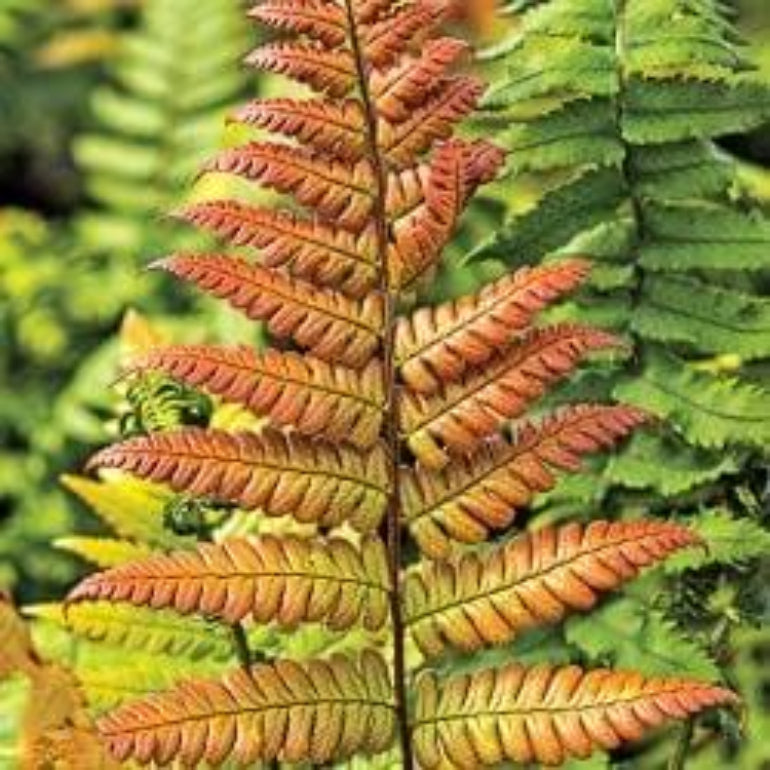 Red Fern Pteridophyta Seeds