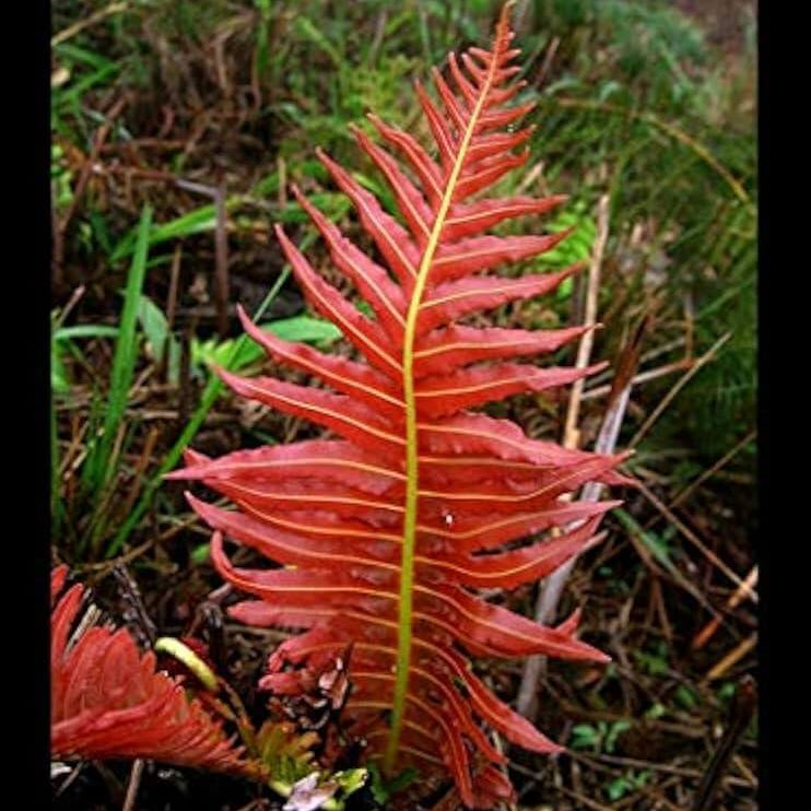 Red Fern Pteridophyta Seeds