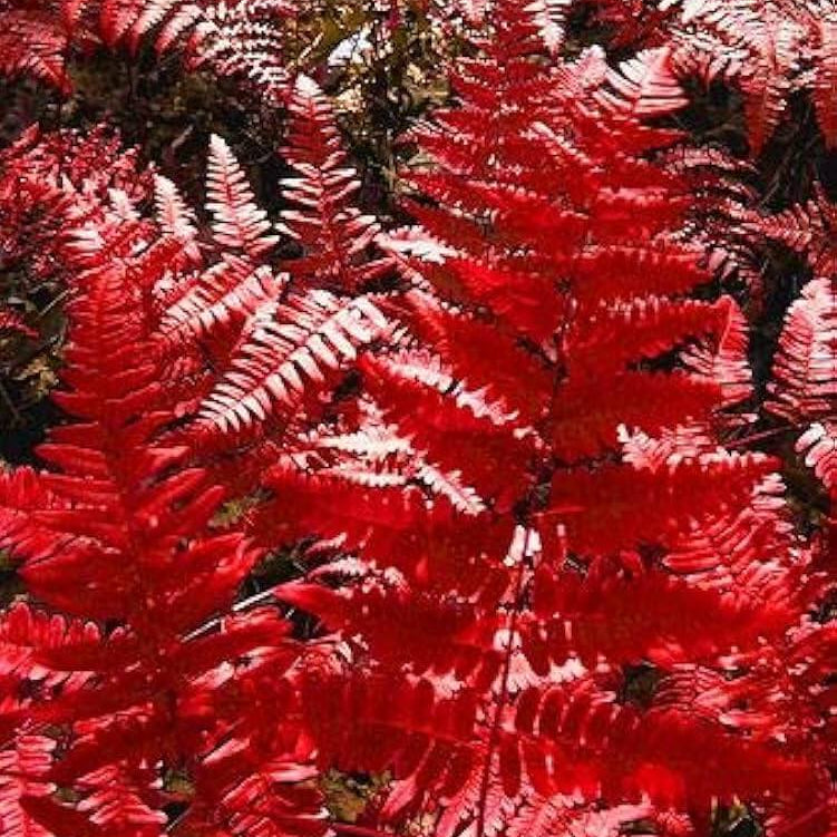 Red Fern Pteridophyta Seeds