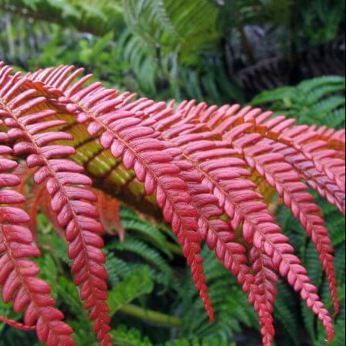 Red Fern Seeds 