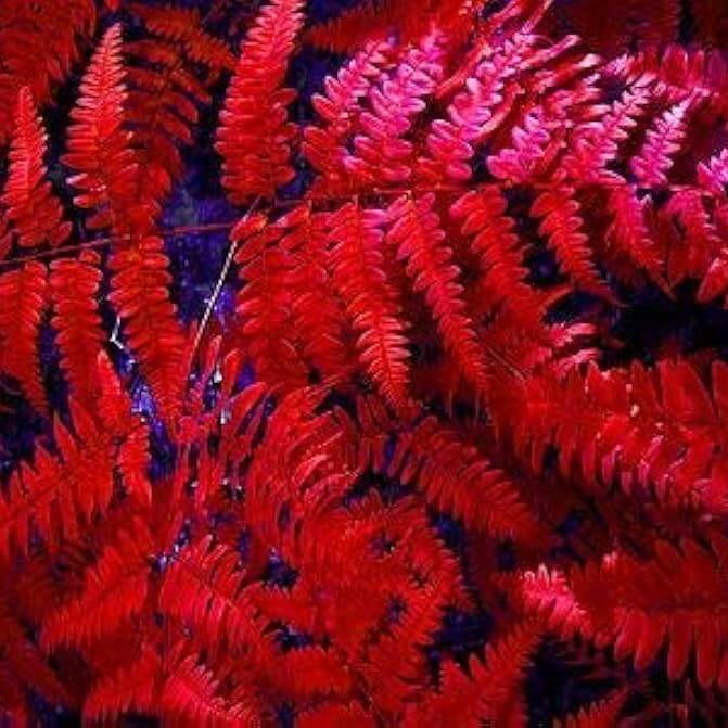 Red Fern Seeds 