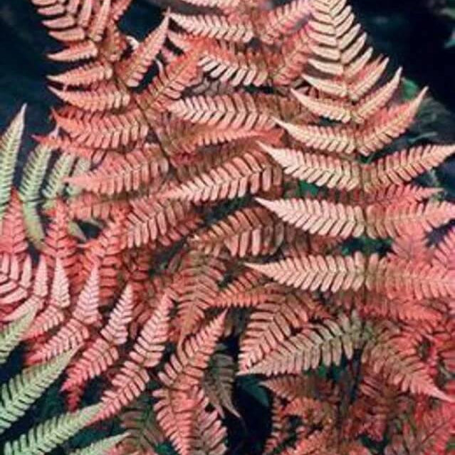 Red Fern Seeds 