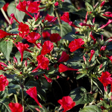 Red Four O'Clock Seeds – Mirabilis jalapa