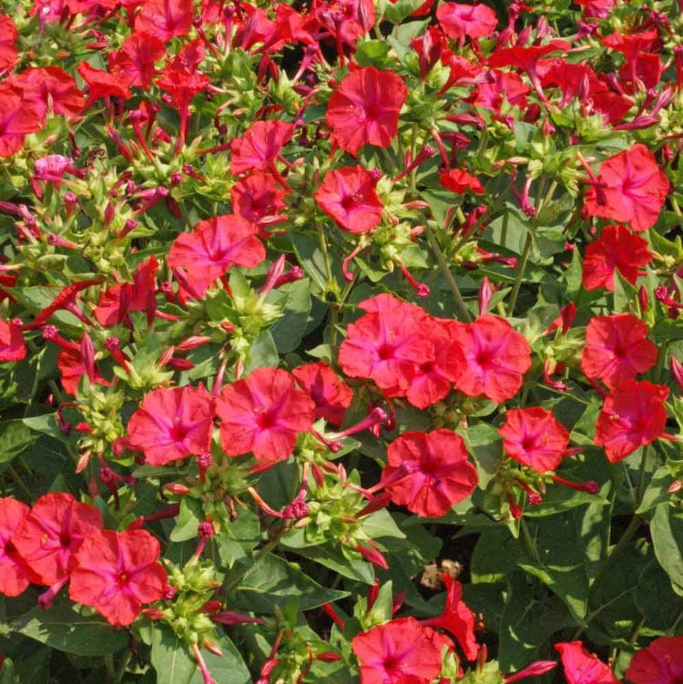 Red Four O'Clock Seeds – Mirabilis jalapa