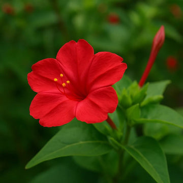 Red Four O'Clock Seeds – Mirabilis jalapa