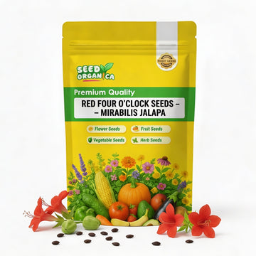 Red Four O'Clock Seeds – Mirabilis jalapa