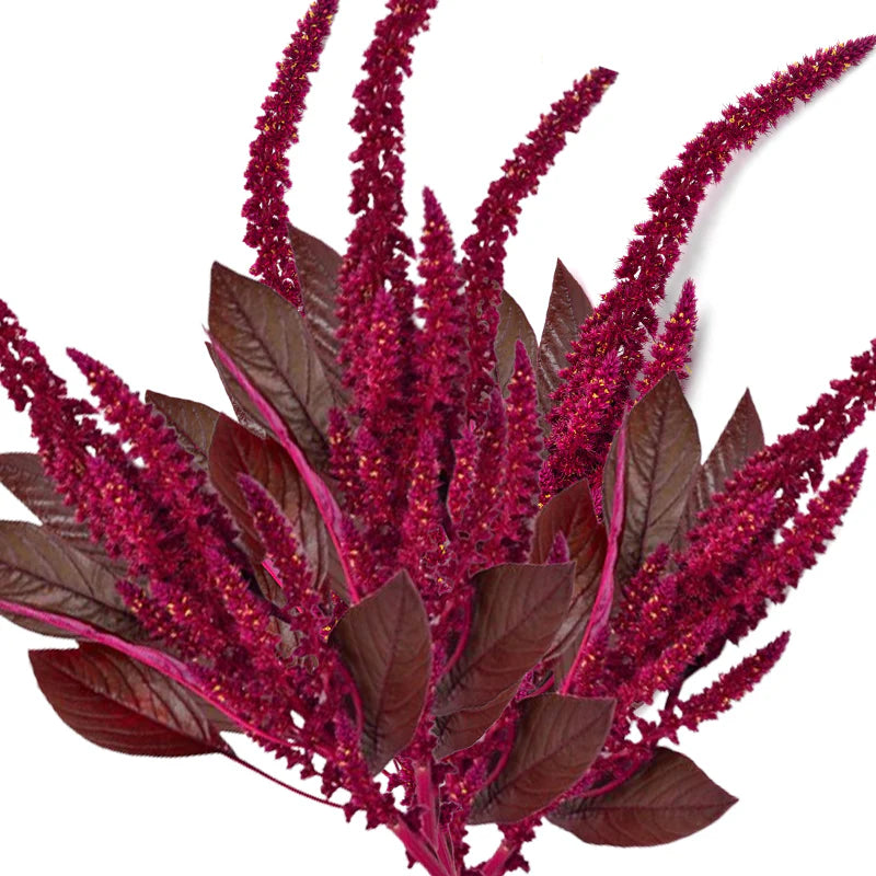 Red Garnet Amaranthus Seeds