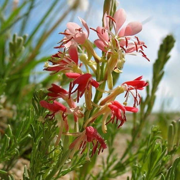 Red Gaura Seeds – Wildflower Mix, Heirloom