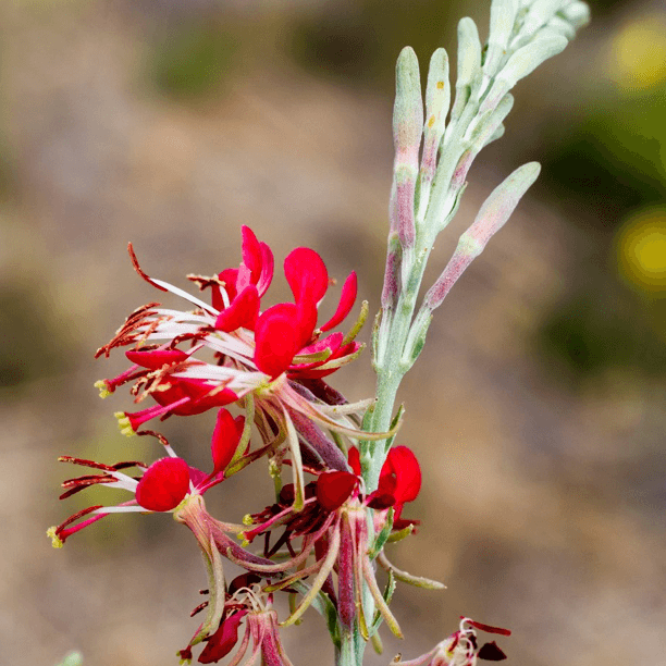 Red Gaura Seeds – Wildflower Mix, Heirloom