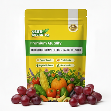 Red Globe Grape Seeds – Large Cluster