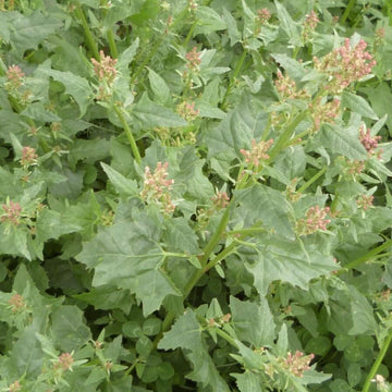 Red Goosefoot Seeds - Vegetable Plant