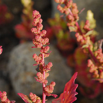 Red Goosefoot Seeds - Vegetable Plant