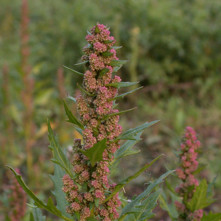 Red Goosefoot Seeds - Vegetable Plant
