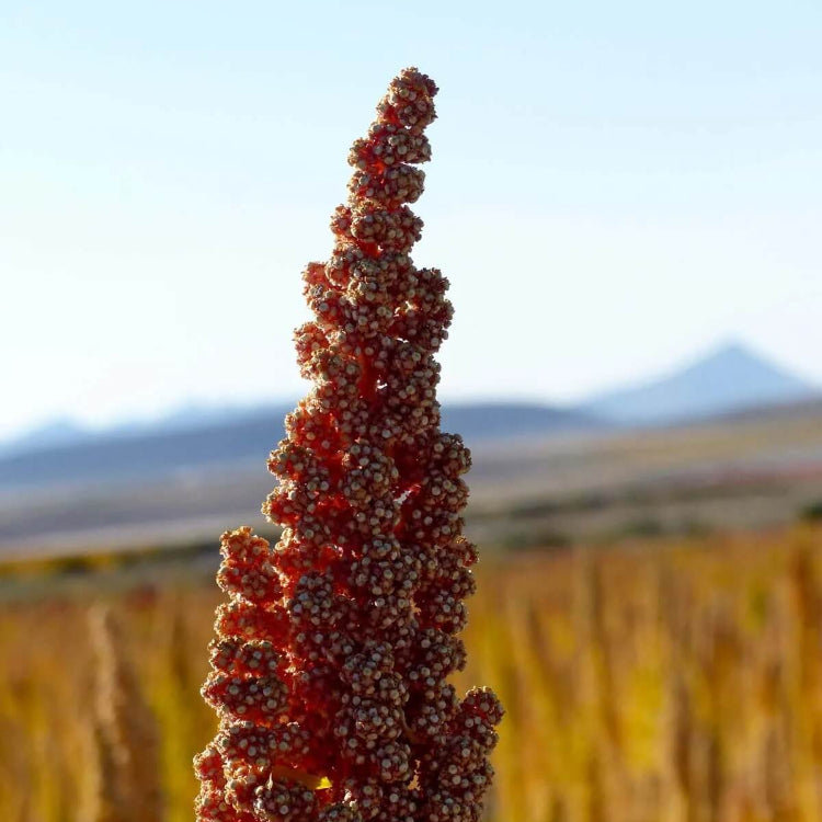 Red Goosefoot Seeds - Vegetable Plant