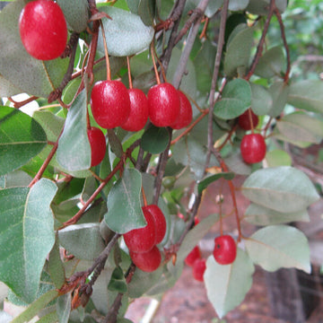 Red Goumi Berry Seeds