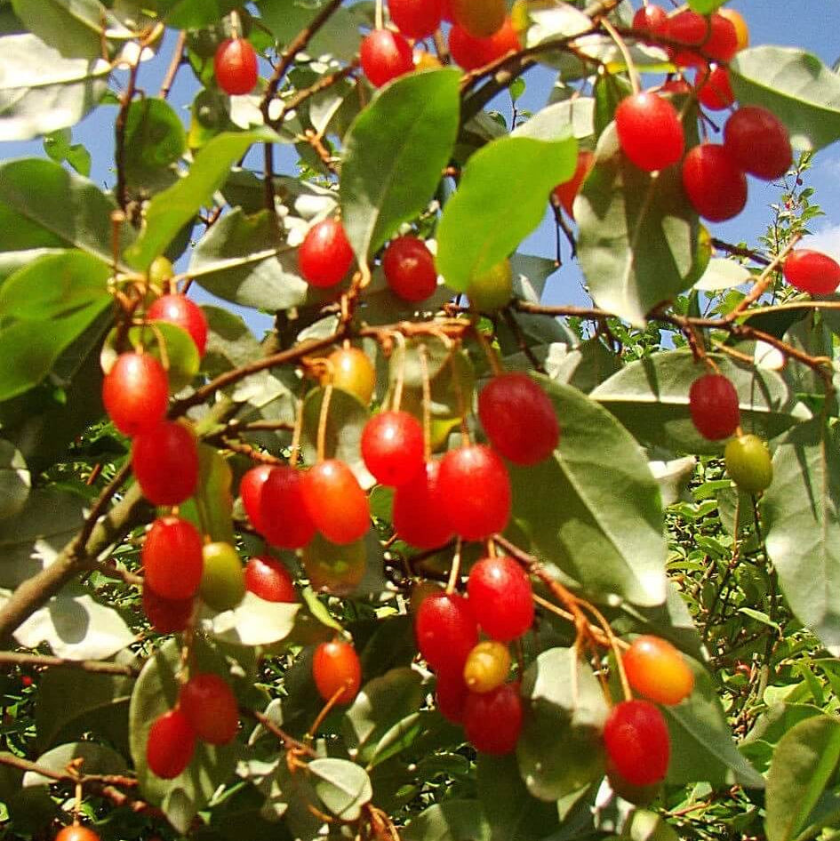 Red Goumi Berry Seeds