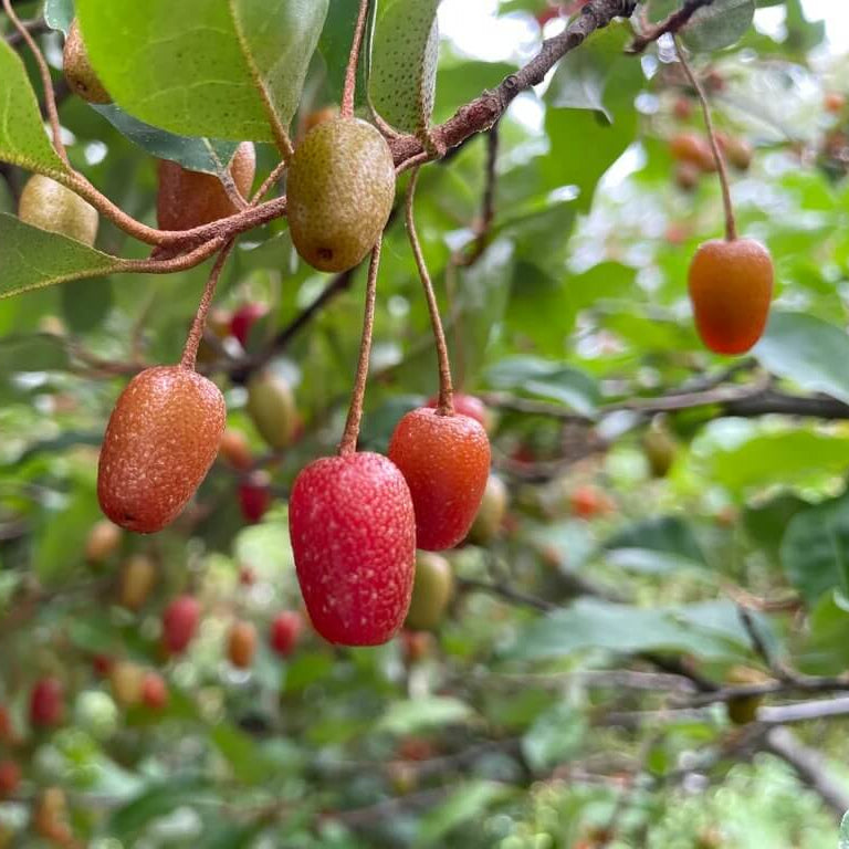 Red Goumi Berry Seeds
