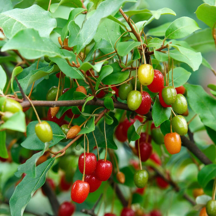 Red Goumi Berry Seeds