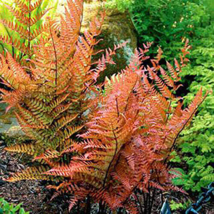 Red & Green Fern seeds 