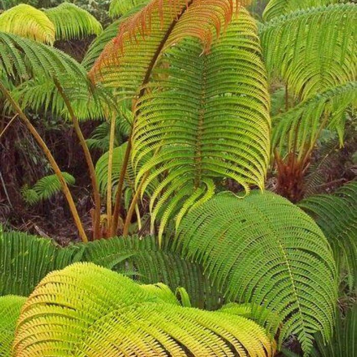 Red & Green Fern seeds 