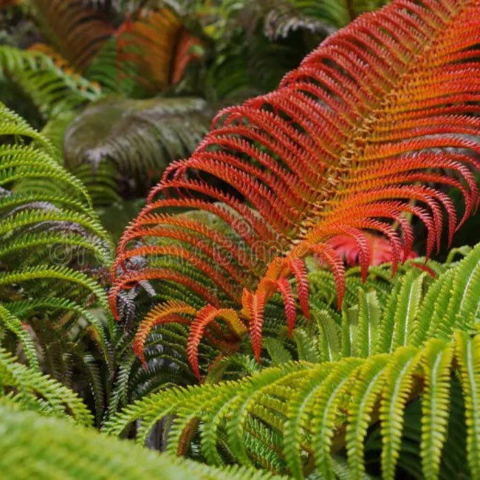 Red & Green Fern seeds