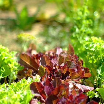 Red Green Mix Lettuce Seeds 