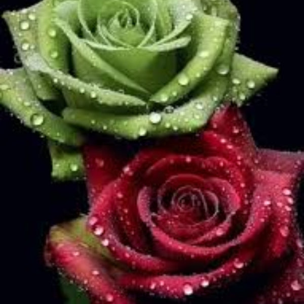 Red & Green Rosa spp. Seeds 