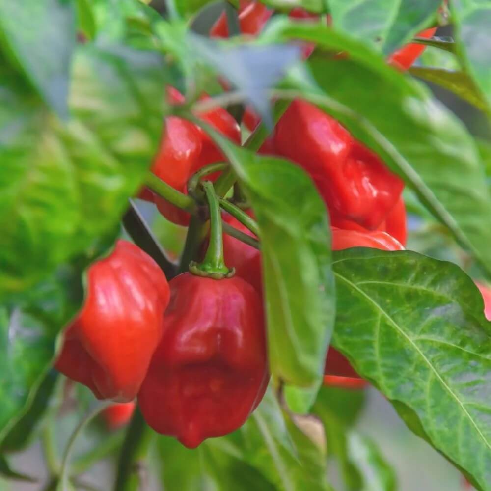 Red Habanero Chili Seeds 
