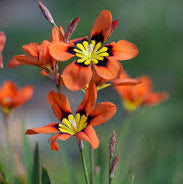 Red Harlequin Seeds 