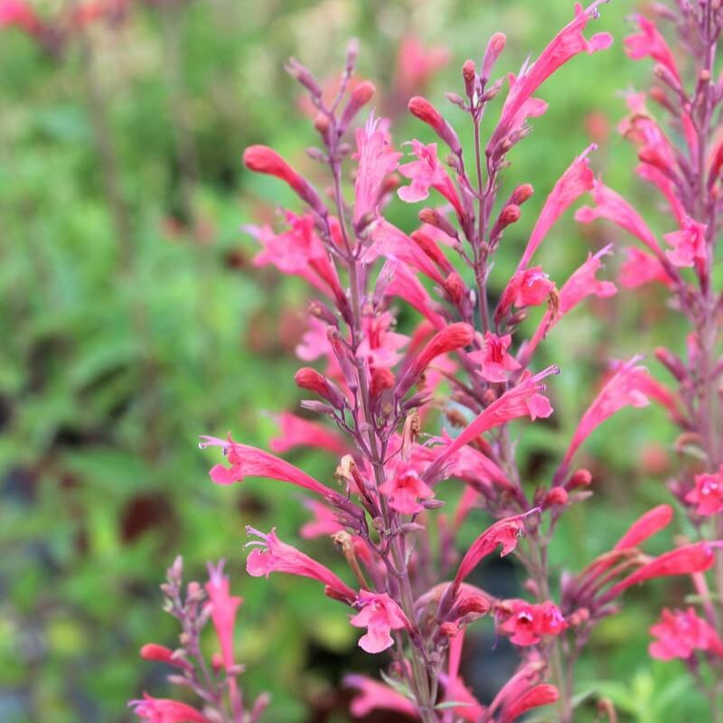 Red Heather Mint Seeds 