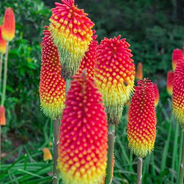 Red Hot Poker Seeds - Flower Plant