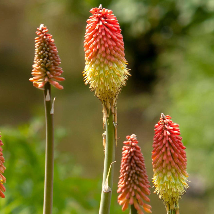 Red Hot Poker Seeds - Flower Plant