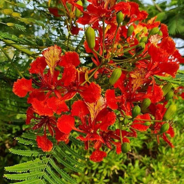 Red Jacaranda Seeds - Flower Plant For Home Gardens