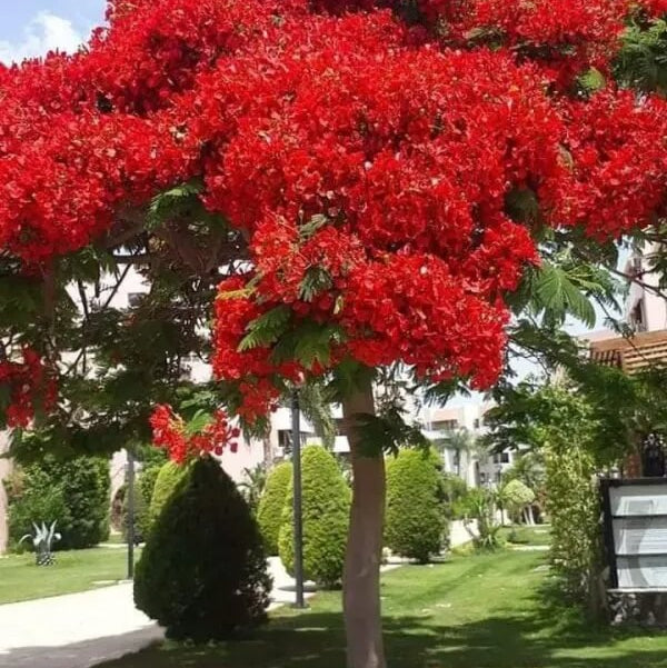 Red Jacaranda Seeds - Flower Plant For Home Gardens