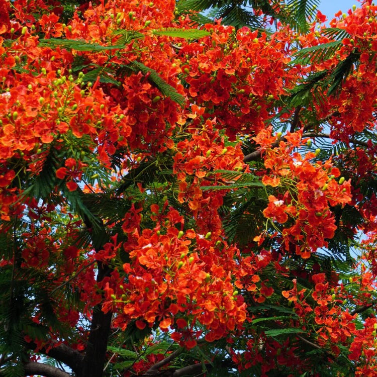 Red Jacaranda Seeds - Flower Plant For Home Gardens