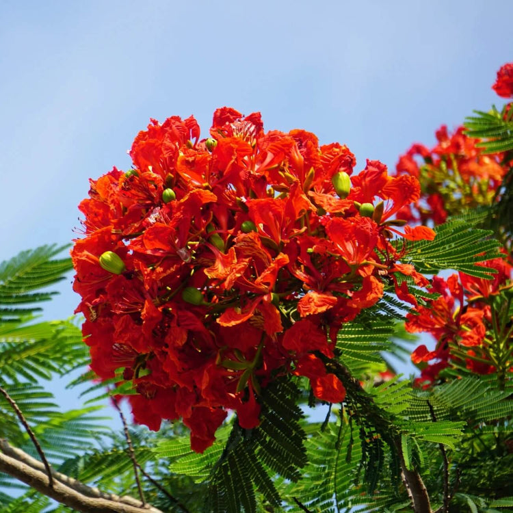 Red Jacaranda Seeds - Flower Plant For Home Gardens