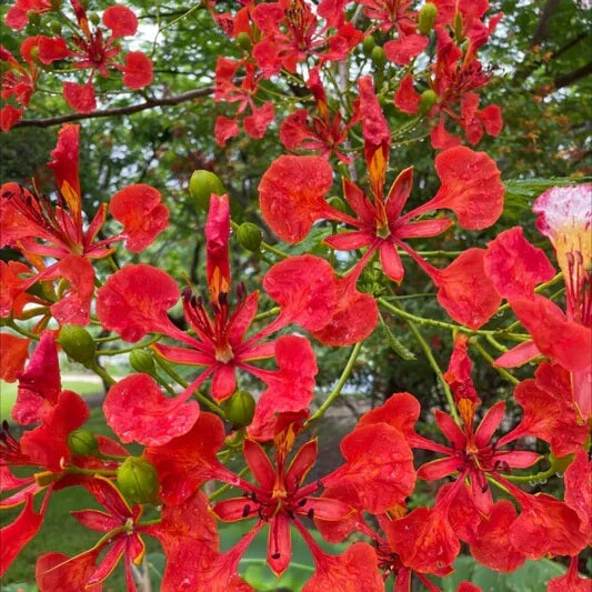 Red Jacaranda Seeds - Flower Plant For Home Gardens