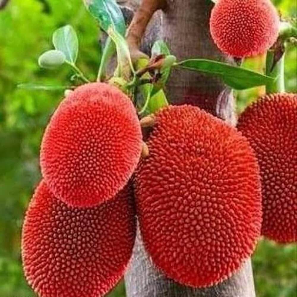 Red Jackfruit Seeds - Fruit Plant For Home Gardens