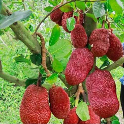 Red Jackfruit Seeds - Fruit Plant For Home Gardens