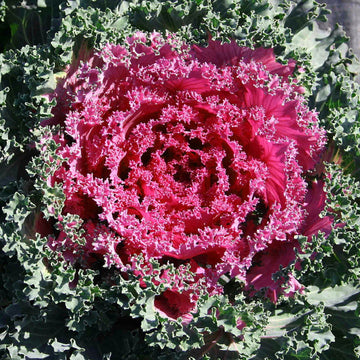 Red Kale Seeds