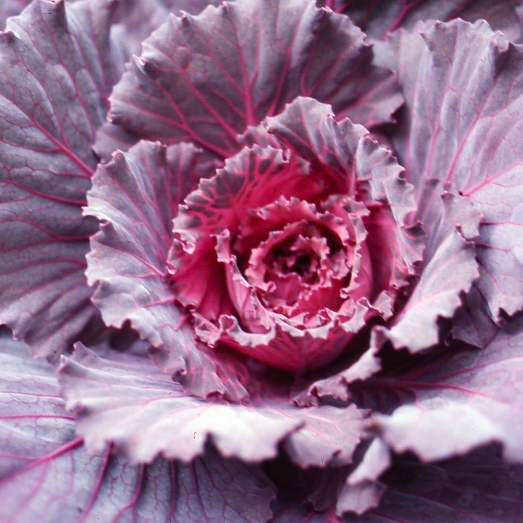 Red Kale Seeds