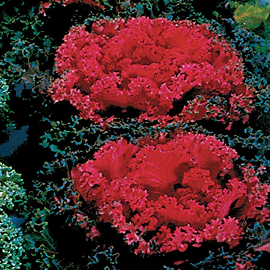 Red Kale Seeds