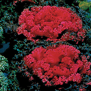 Red Kale Seeds