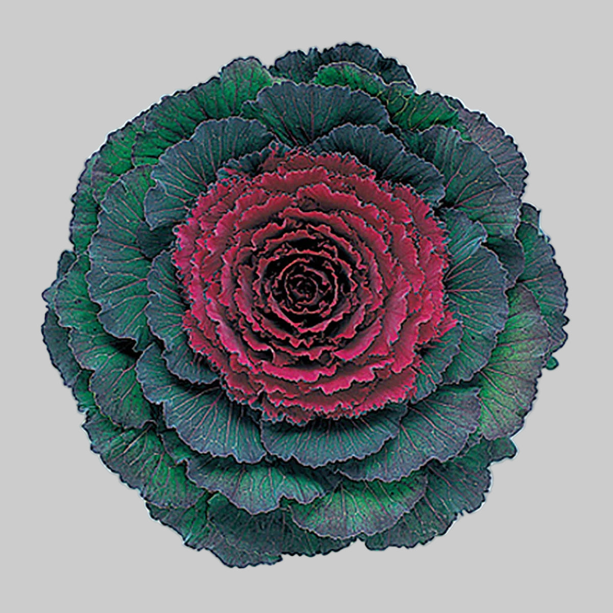 Red Kale Seeds