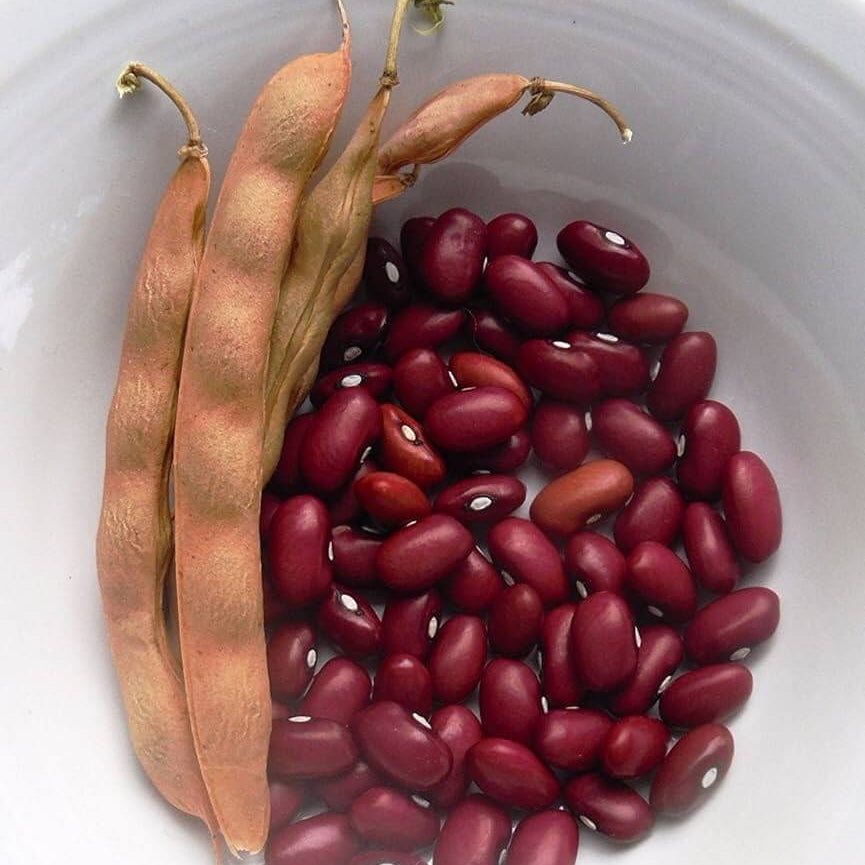 Red Kidney Pole Bean Seeds